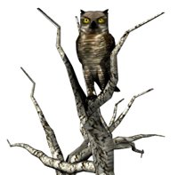 owl2tree_turninghead_hr.jpg