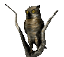 owl1tree_lookingabroad_sc.gif