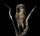 owl1tree_lookingabroad_mc.gif