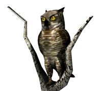 owl1tree_lookingabroad_hr.jpg