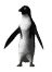 penguin_look_mw.gif