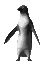penguin_look_mc.gif