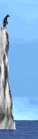 penguin_dive_sw.gif