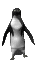 penguin_dance_sc.gif