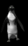 penguin_dance_sb.gif