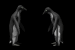 penguin_courtin_mb.gif