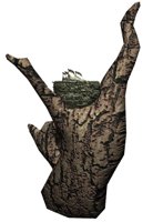 nest_tree_chikadees_c_a_hr.jpg
