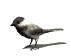 chickadee_look_sw.gif