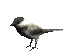 chickadee_look_sc.gif