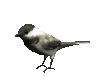 chickadee_look_mc.gif