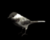 chickadee_look_mb.gif