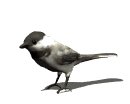 chickadee_look_lw.gif