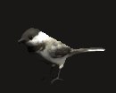 chickadee_look_lc.gif