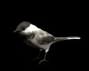 chickadee_look_lb.gif