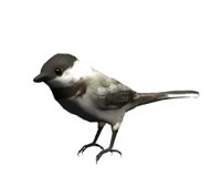 chickadee_look_hr.jpg