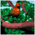 cardinal_tree_sb.gif