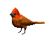 cardinal_look_sc.gif