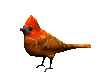 cardinal_look_mc.gif