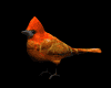 cardinal_look_mb.gif