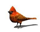 cardinal_look_lw.gif