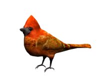 cardinal_look_hr.jpg