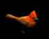 cardinal_hop_sb.gif