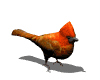 cardinal_hop_mw.gif