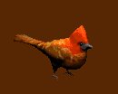 cardinal_hop_lc.gif