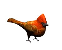 cardinal_hop_hr.jpg