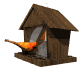 cardinal_feeder_sw.gif