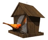 cardinal_feeder_lw.gif