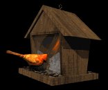 cardinal_feeder_lb.gif