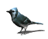 blue_jay_look_sw.gif