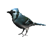 blue_jay_look_mc.gif