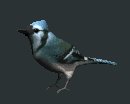 blue_jay_look_lc.gif