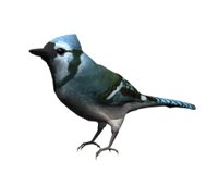 blue_jay_look_hr.jpg