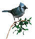 blue_jay_bush_sc.gif