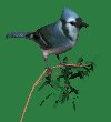 blue_jay_bush_mc.gif