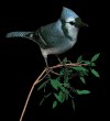 blue_jay_bush_mb.gif