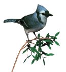 blue_jay_bush_lw.gif