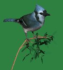 blue_jay_bush_lc.gif
