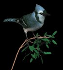 blue_jay_bush_lb.gif