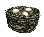 birdnest_eggs_wiggling_lw.gif