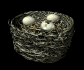 birdnest_crackedegg_p_a_sb.gif