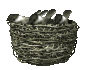 birdnest_chikadees_wa_a_sc.gif