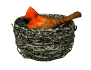 birdnest_cardinal_nes_a_sw.gif