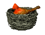 birdnest_cardinal_nes_a_sc.gif