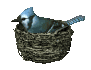 birdnest_bluejay_nest_a_sc.gif