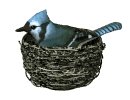 birdnest_bluejay_nest_a_mw.gif