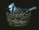 birdnest_bluejay_nest_a_mc.gif
